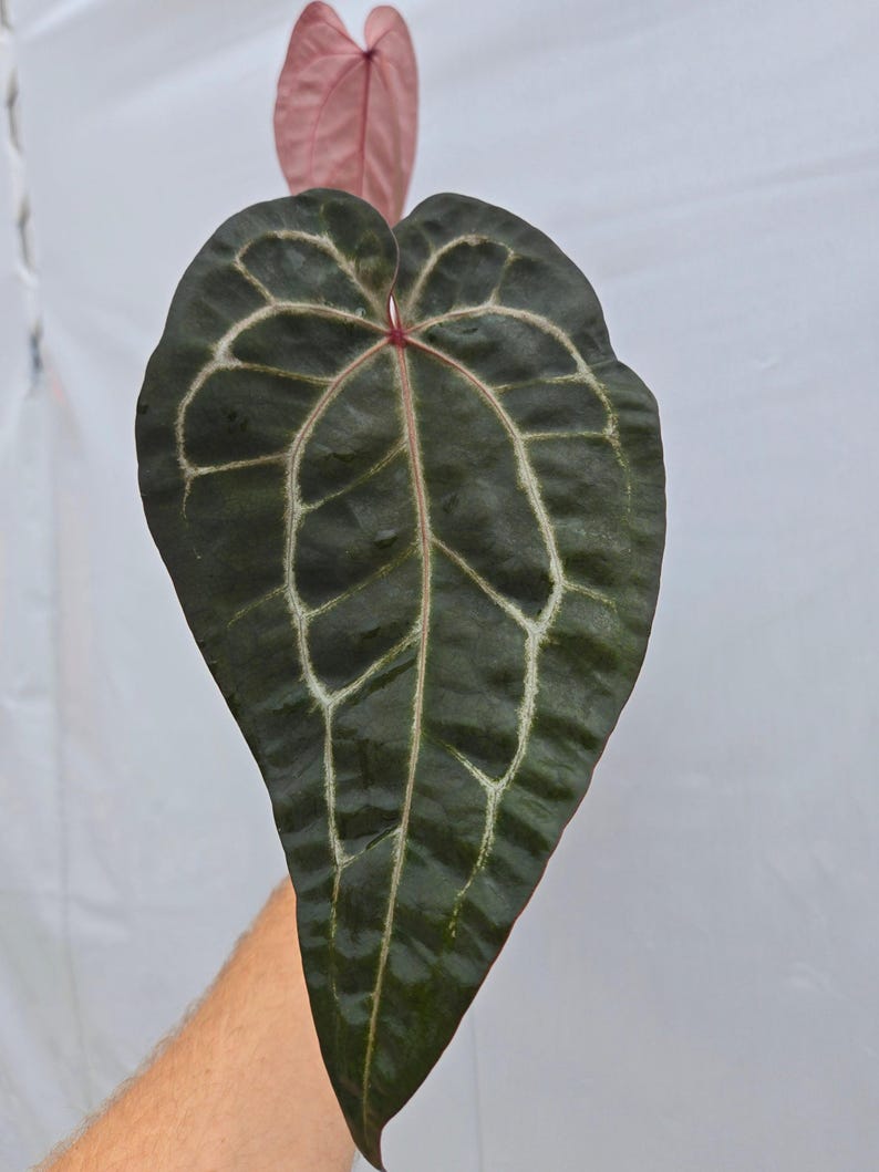 Anthurium 'Doc Block Purple F2' x ('Rotundatum X' / 'Doc Block Purple F2') (CS03) immagine 2