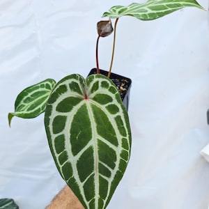Anthurium ('Tim Anderson Crystal Mag' /'Tims Black') x 'Doc Block Purple F2' (CS23) image 1