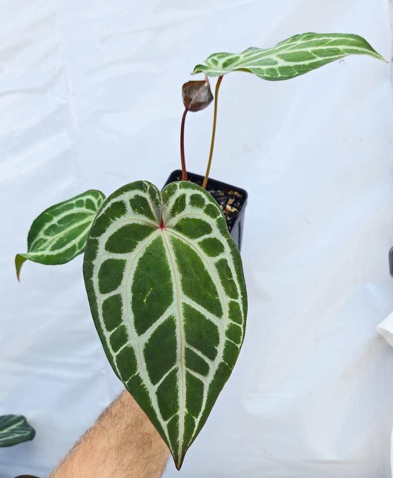 Anthurium ('Tim Anderson Crystal Mag' /'Tims Black') x 'Doc Block Purple F2' (CS23) image 1