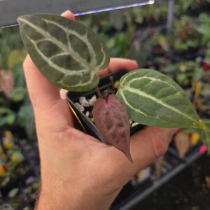 Anthurium 'Swampmannii Purple' x 'Doc Block Purple F2' (A87) image 3