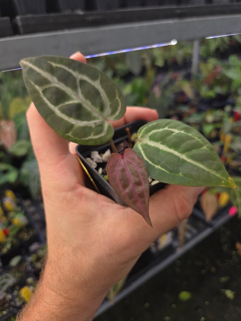 Anthurium 'Swampmannii Purple' x 'Doc Block Purple F2' (A87) image 3
