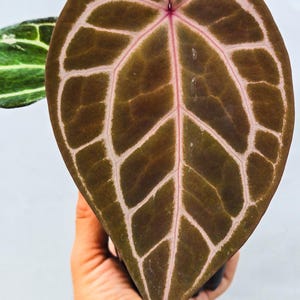 Anthurium ('Tim Anderson Crystal Mag'/ 'Tims Black') x 'Doc Block Purple F2' (CS11) image 2
