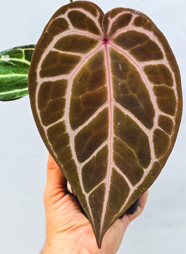 Anthurium ('Tim Anderson Crystal Mag'/ 'Tims Black') x 'Doc Block Purple F2' (CS11) image 2