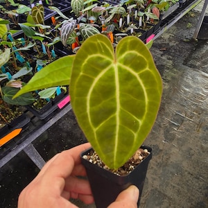 Anthurium ‘Goldenchild F2’ x (Papillilaminum 'Ree Gardens’/‘Doc Block Purple F2') (A103) imagem 1