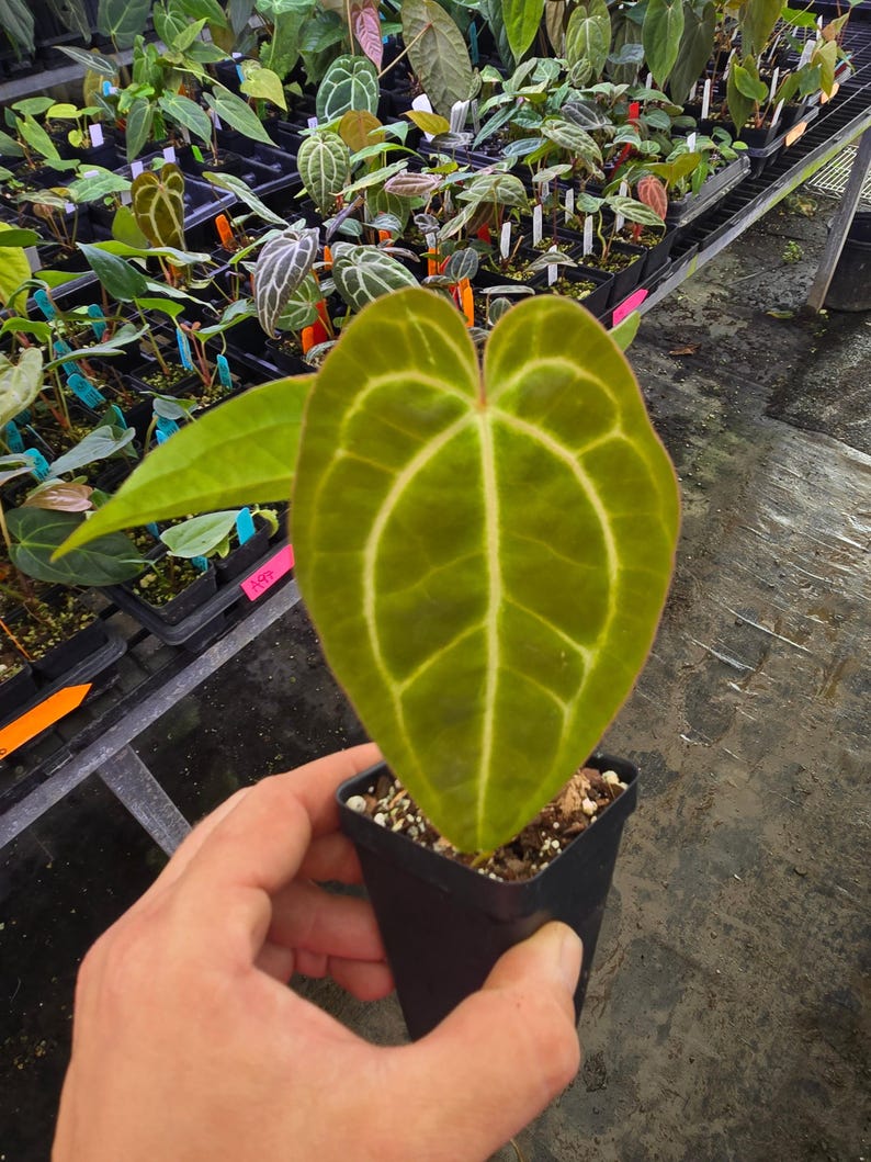 Anthurium ‘Goldenchild F2’ x (Papillilaminum 'Ree Gardens’/‘Doc Block Purple F2') (A103) imagem 1