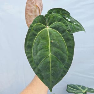 Anthurium ('SKG AOS'/ 'Tim's Black') x 'Doc Block Purple F2' (CS26) imagen 3