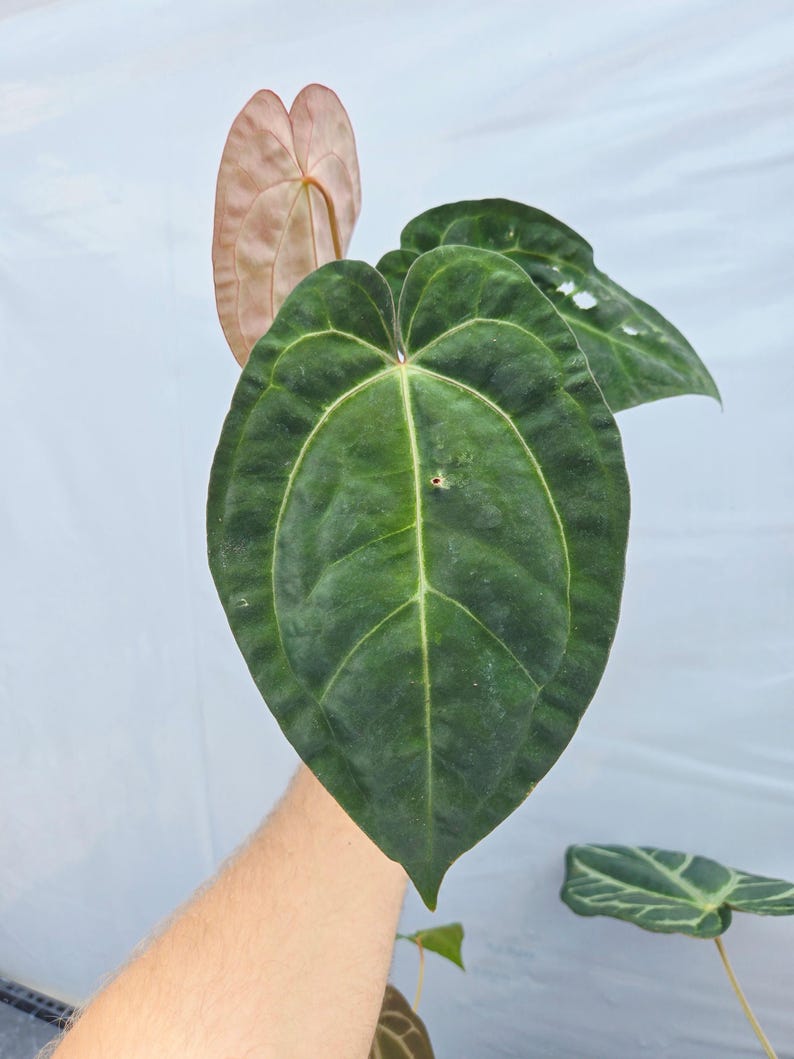 Anthurium ('SKG AOS'/ 'Tim's Black') x 'Doc Block Purple F2' (CS26) imagen 3