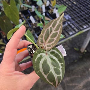 Anthurium 'SKG Red Crystal Mag' x 'Doc Block Purple F2' (A102) imagen 2
