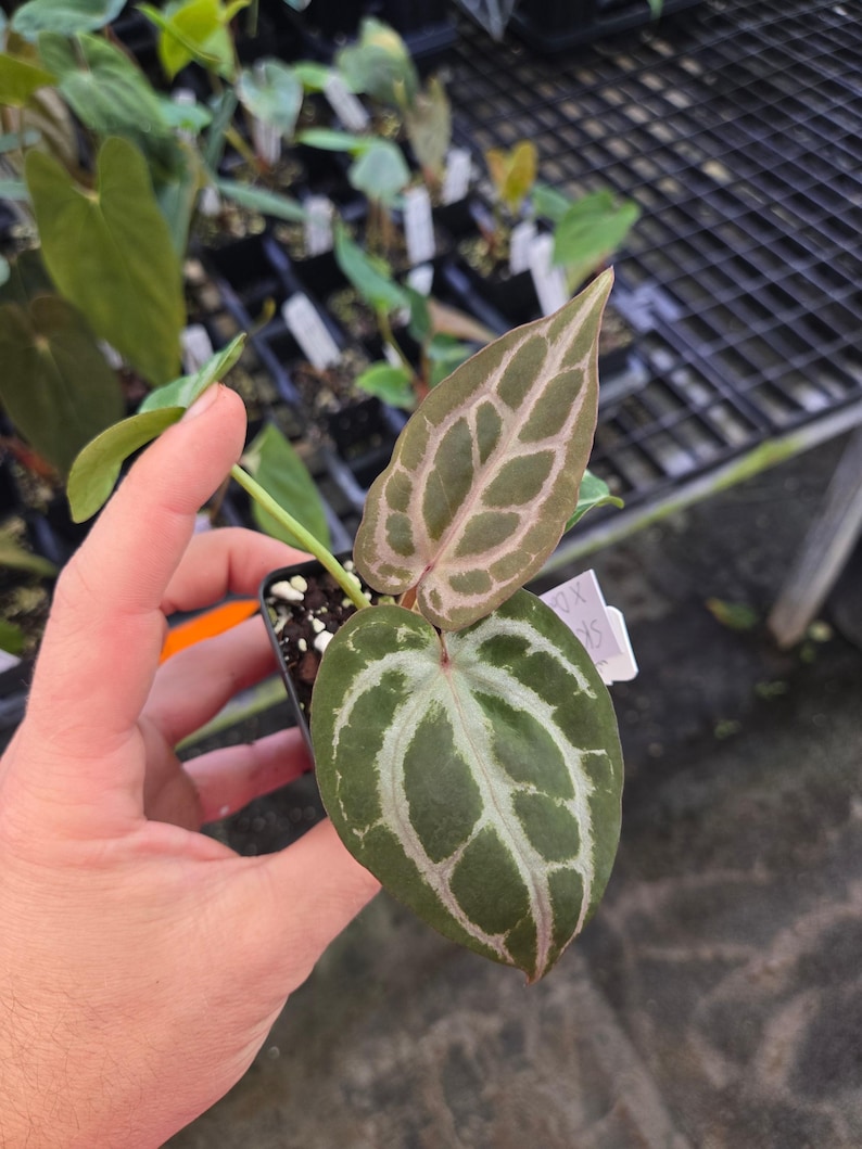 Anthurium 'SKG Red Crystal Mag' x 'Doc Block Purple F2' (A102) imagen 2