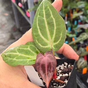 Anthurium 'Doc Block Purple F2' x 'Golden Child' (A99) Bild 3