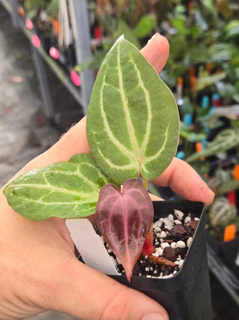 Anthurium 'Doc Block Purple F2' x 'Golden Child' (A99) Bild 3