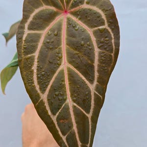 Anthurium 'Swampmannii Long' x 'Rotundatum X' / 'Doc Block Purple F2' (CS06) imagen 2