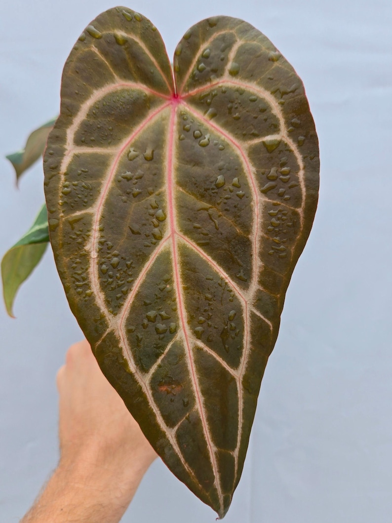 Anthurium 'Swampmannii Long' x 'Rotundatum X' / 'Doc Block Purple F2' (CS06) imagen 2