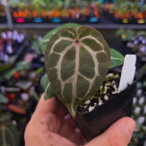 Anthurium 'Doc Block Red F2' x 'Doc Block Purple F2' (A124) image 3