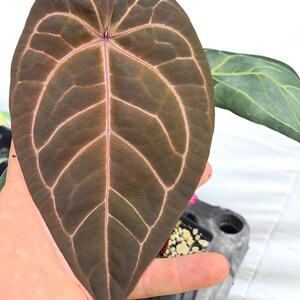 Anthurium 'Doc Block Purple F2' x ('Rotundatum X'/'Doc Block Purple F2') (CS15) afbeelding 4