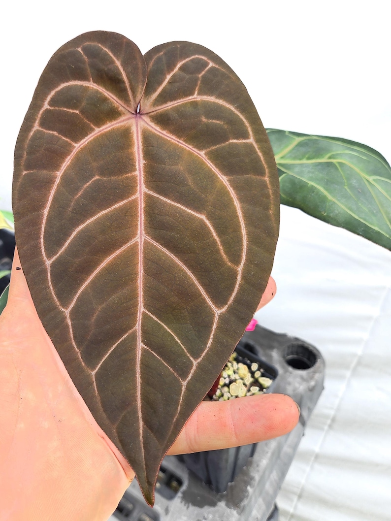 Anthurium 'Doc Block Purple F2' x ('Rotundatum X'/'Doc Block Purple F2') (CS15) afbeelding 4