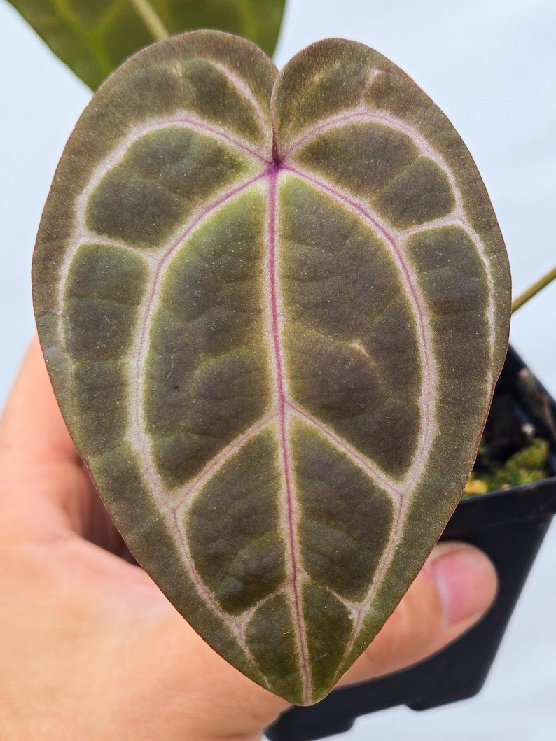 Anthurium 'Swampmannii Long' x 'Doc Block Purple F2' (CS14) image 2