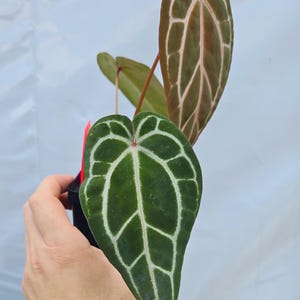 Anthurium 'Swampmannii Long' x 'Doc Block Purple F2' (CS24) image 3