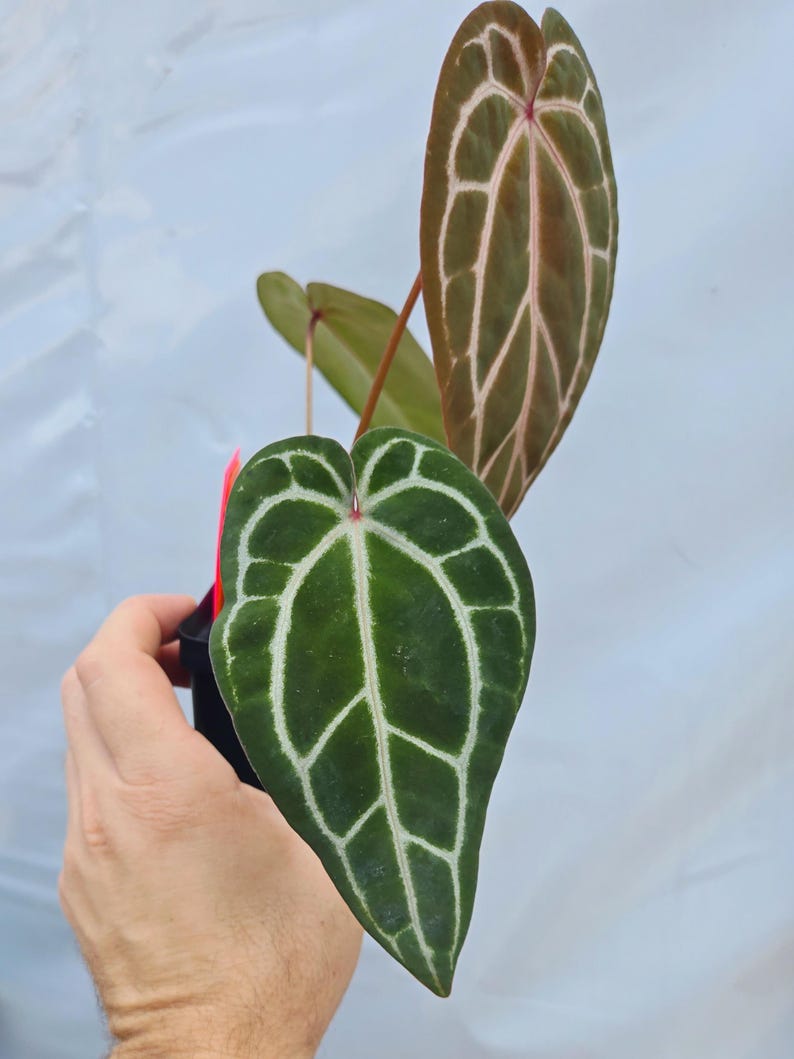 Anthurium 'Swampmannii Long' x 'Doc Block Purple F2' (CS24) image 3