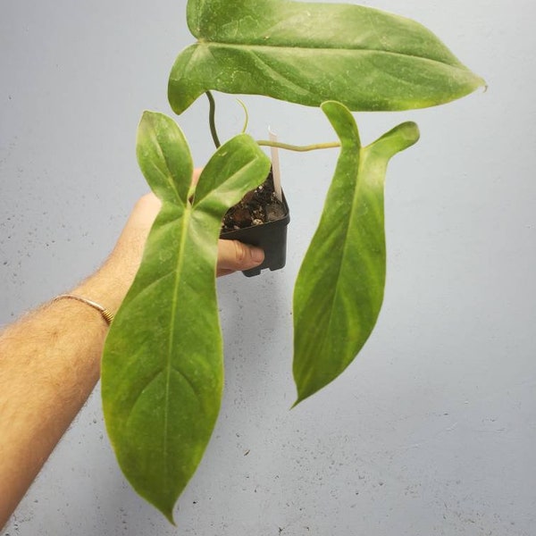 Philodendron 69686. HUGE LEAVES. USA Seller. A90
