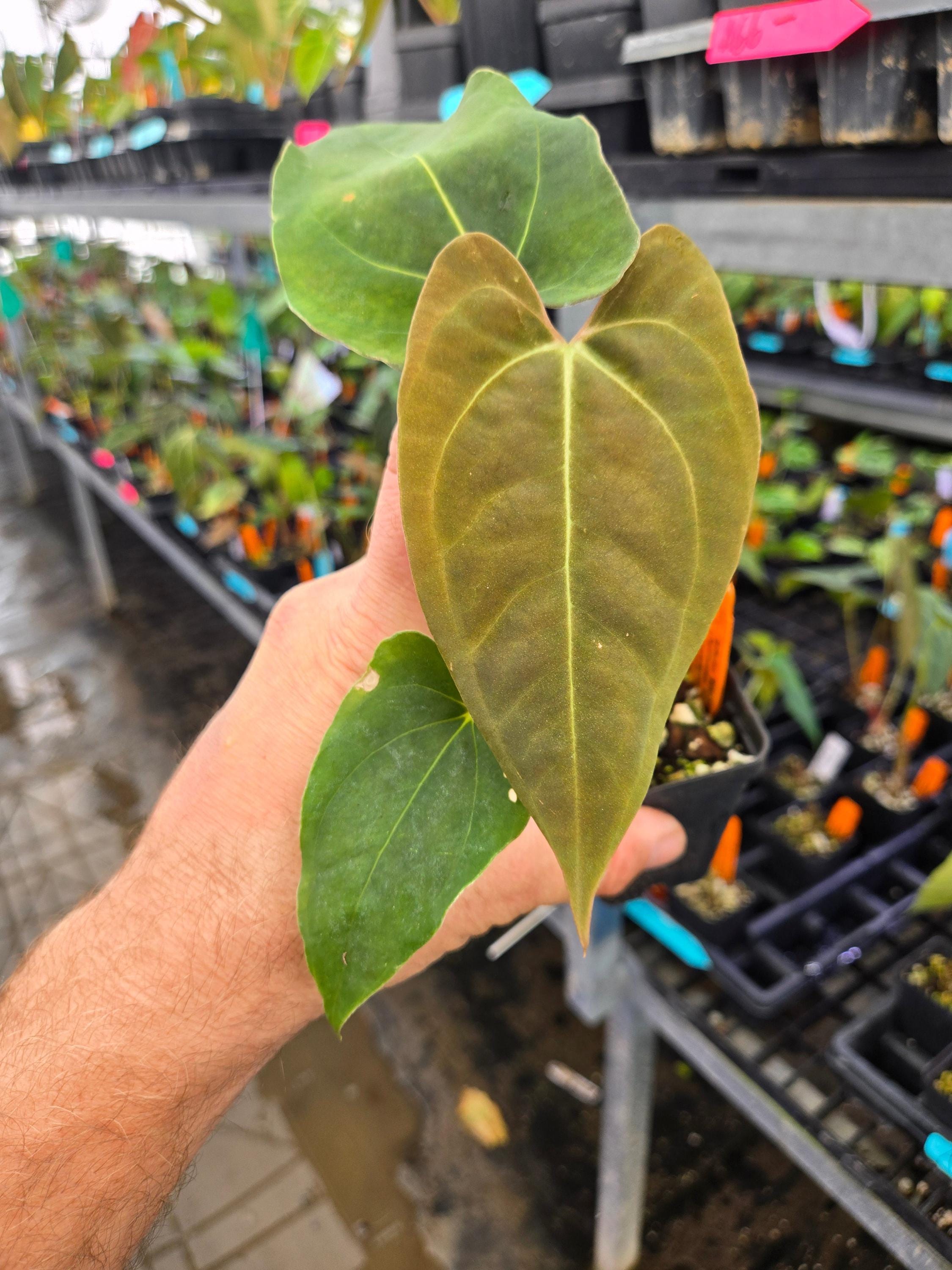 Anthurium 'ralph Lynam NOID' X Papillilaminum 'puffy Pap' (A80) - Etsy