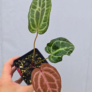 Anthurium ('Tim Anderson Crystal Mag' / 'Tim's Black') x 'Doc Block Purple F2' (CS07) image 2