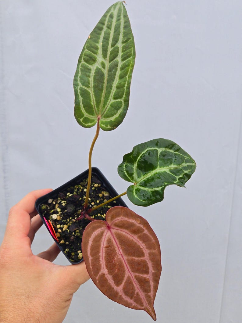 Anthurium ('Tim Anderson Crystal Mag' / 'Tim's Black') x 'Doc Block Purple F2' (CS07) image 2