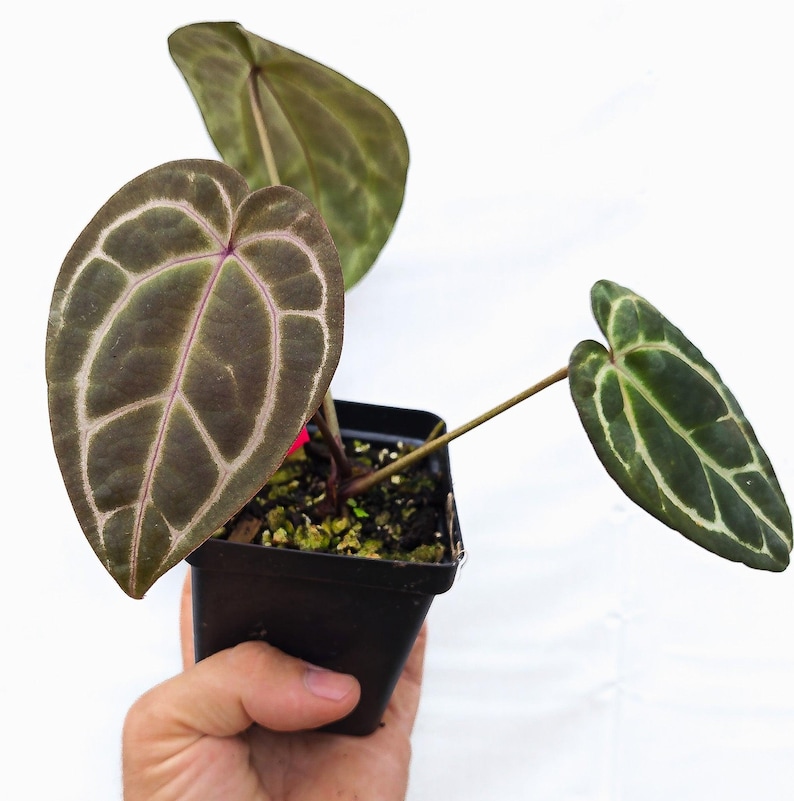 Anthurium 'Swampmannii Long' x 'Doc Block Purple F2' (CS14) Bild 1