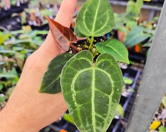 Seed Grown Anthurium Black Sweet X Fort Sherman Starter Plant (ALL