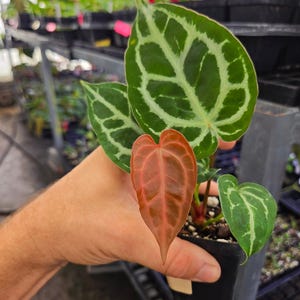 Anthurium 'Doc Block Red F2' x 'Swampmannii #4' (A118) image 1