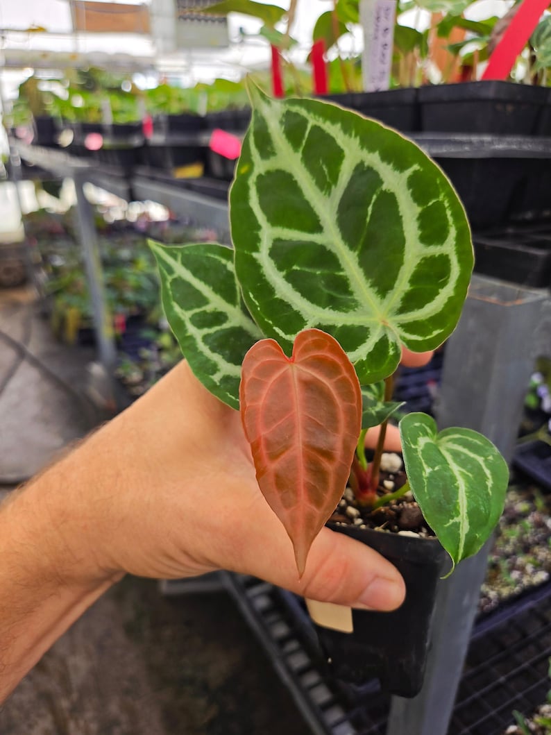 Anthurium 'Doc Block Red F2' x 'Swampmannii #4' (A118) image 1
