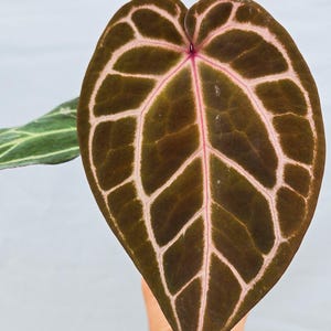 Anthurium ('Tim Anderson Crystal Mag'/ 'Tims Black') x 'Doc Block Purple F2' (CS11) image 1