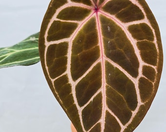 Anthurium ('Tim Anderson Crystal Mag'/ 'Tims Black') x 'Doc Block Purple F2' (CS11)