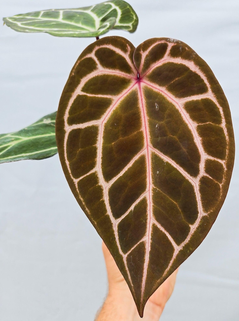 Anthurium ('Tim Anderson Crystal Mag'/ 'Tims Black') x 'Doc Block Purple F2' (CS11) image 1