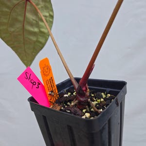 Anthurium 'Doc Block Purple F2' x ('Rotundatum X' / 'Doc Block Purple F2') (CS03) imagen 4