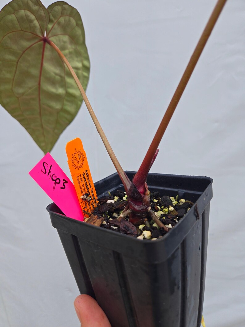Anthurium 'Doc Block Purple F2' x ('Rotundatum X' / 'Doc Block Purple F2') (CS03) imagen 4