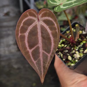 Anthurium 'Swampmannii Dark' x 'Doc Block Purple F2' (A98) image 1