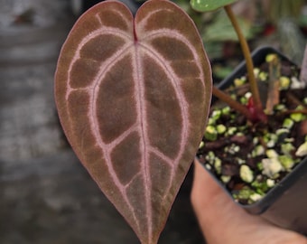 Anthurium 'Swampmannii Dark' x 'Doc Block Purple F2' (A98)