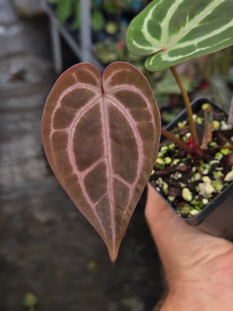 Anthurium 'Swampmannii Dark' x 'Doc Block Purple F2' (A98) image 1
