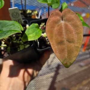 Anthurium ('Ree Gardens Dresslerei' / 'R.G Papillilaminum') x ('Rotundatum X'/'Doc Block Purple F2') (A91) image 3