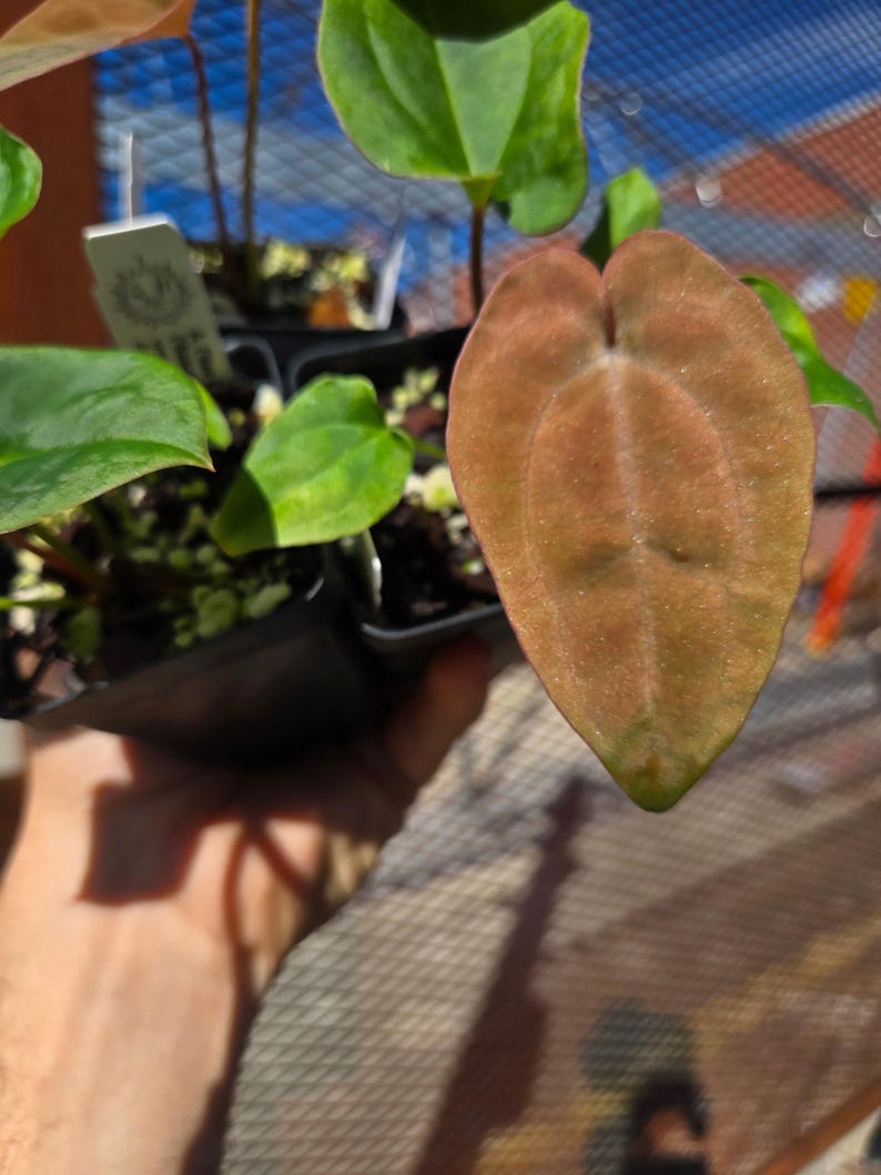 Anthurium ('Ree Gardens Dresslerei' / 'R.G Papillilaminum') x ('Rotundatum X'/'Doc Block Purple F2') (A91) image 3