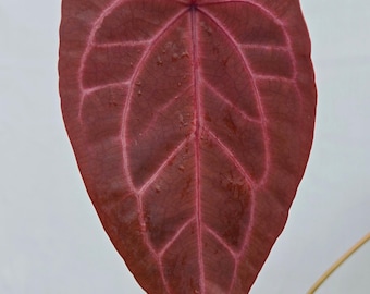 Anthurium 'Doc Block Purple F2' x ('Rotundatum X' / 'Doc Block Purple F2')  (CS03)