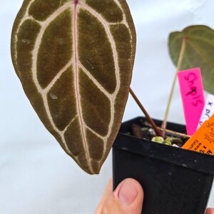 Anthurium 'Swampmannii Long' x 'Doc Block Purple F2' (CS13) imagen 2