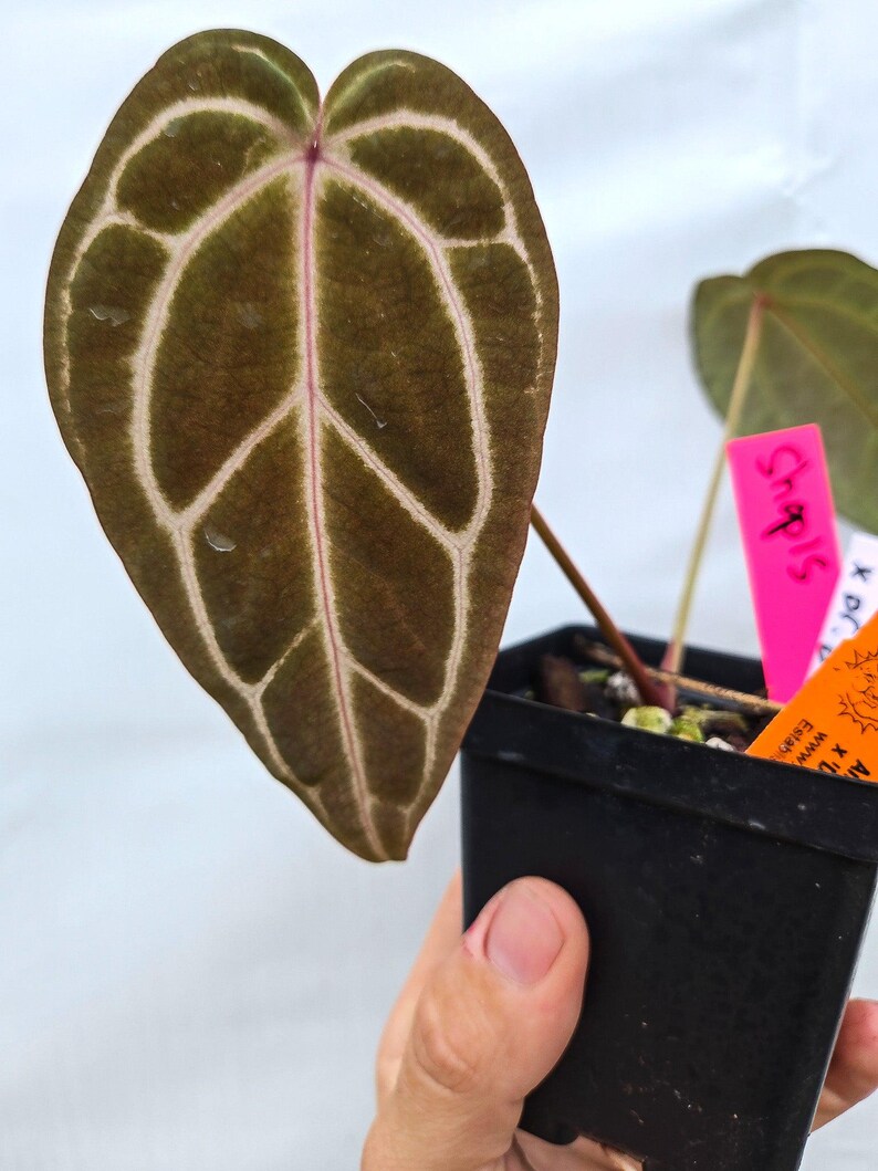 Anthurium 'Swampmannii Long' x 'Doc Block Purple F2' (CS13) imagen 2
