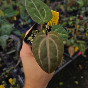 Anthurium 'Swampmannii Purple' x 'Doc Block Purple F2' (A87) image 1