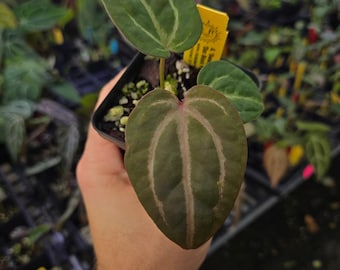 Anthurium 'Swampmannii Purple' x 'Doc Block Purple F2' (A87)