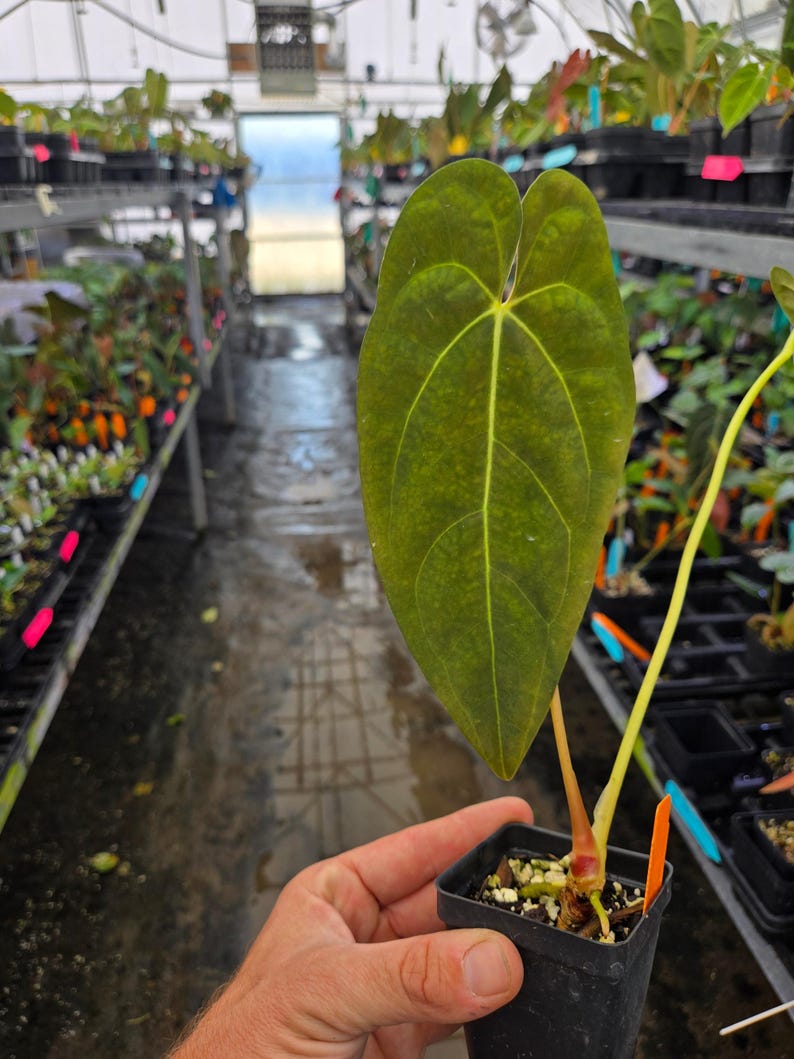Anthurium 'ralph Lynam NOID' X Papillilaminum 'puffy Pap' (A80) - Etsy