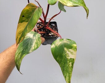 Philodendron Strawberry shake. High Variegation. D19