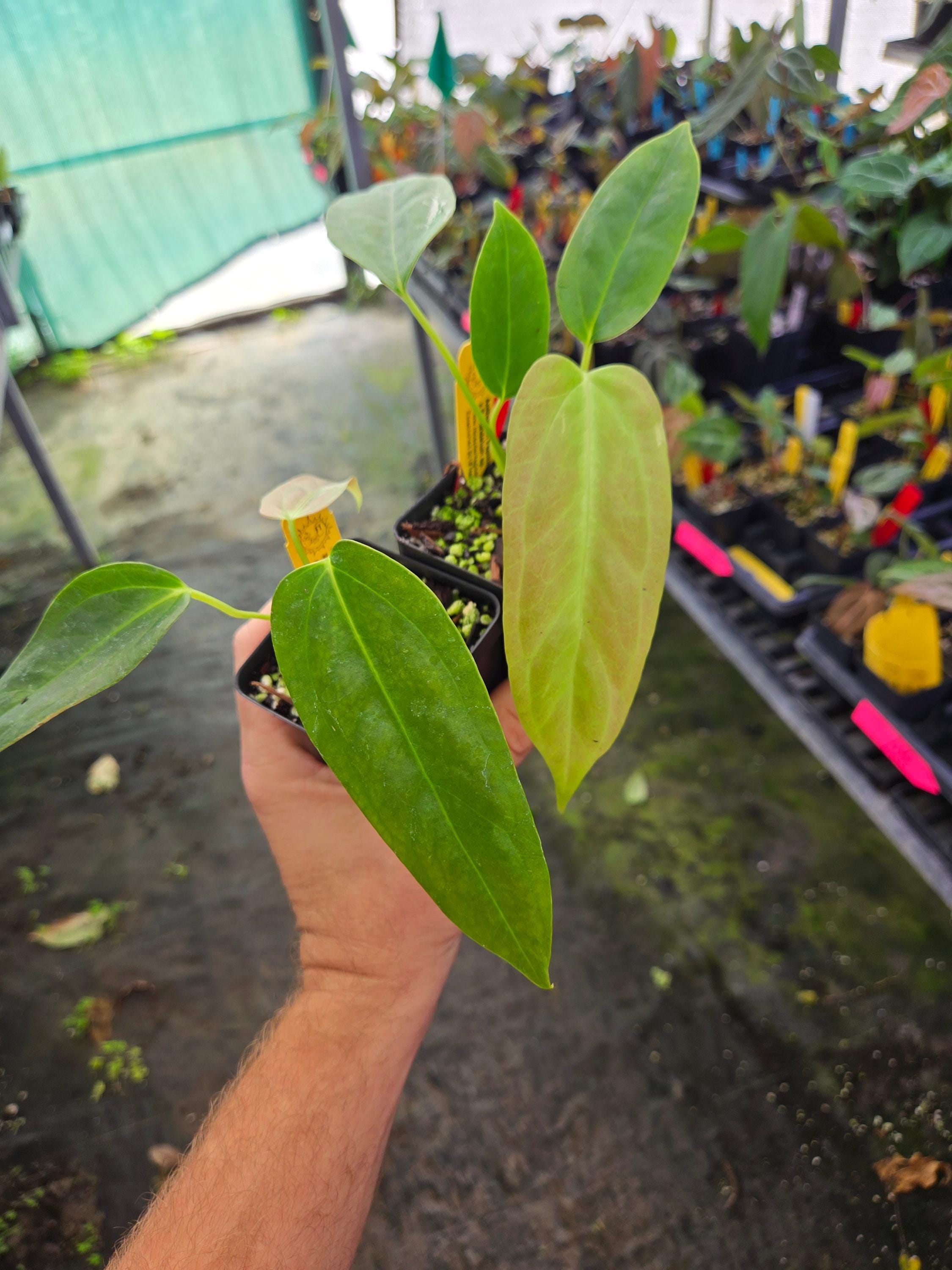 Anthurium Ree Pap Anthurium Papillilaminum 'ree Gardens' X Rotundatum Sp. (A109) - Etsy