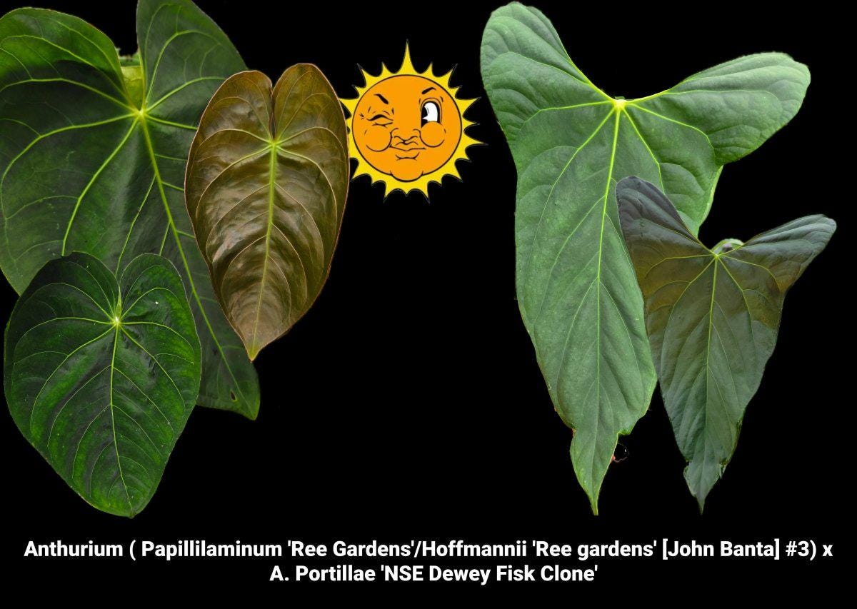 Anthurium Portillae X - Etsy
